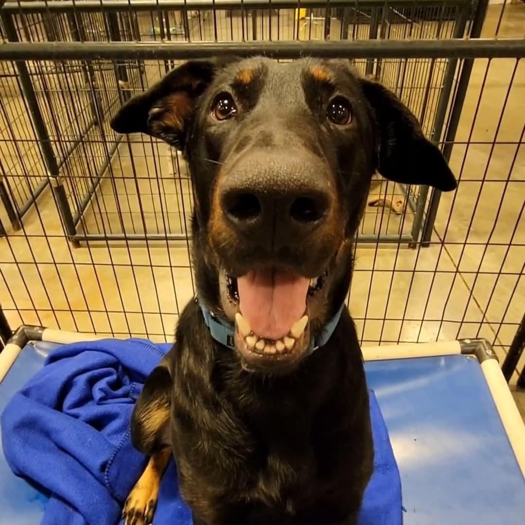 Enlarge Moose, a Adoptable Beauceron in Ashland, KY image 1/1