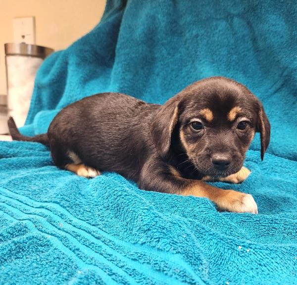 Lady, Adoptable, Puppy Female Chihuahua.