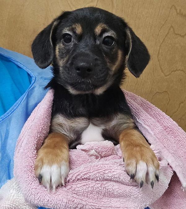 Enlarge Lady, a Adoptable mixed breed in Kennewick, WA image 2/3