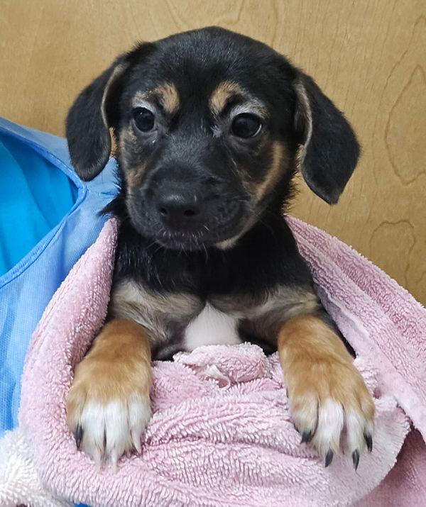 Enlarge Lady, a Adoptable mixed breed in Kennewick, WA image 3/3