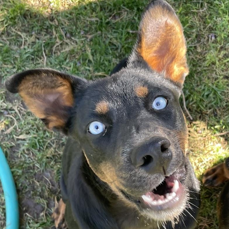 Saphira, a Adoptable mixed breed in Durango, CO image 1/4