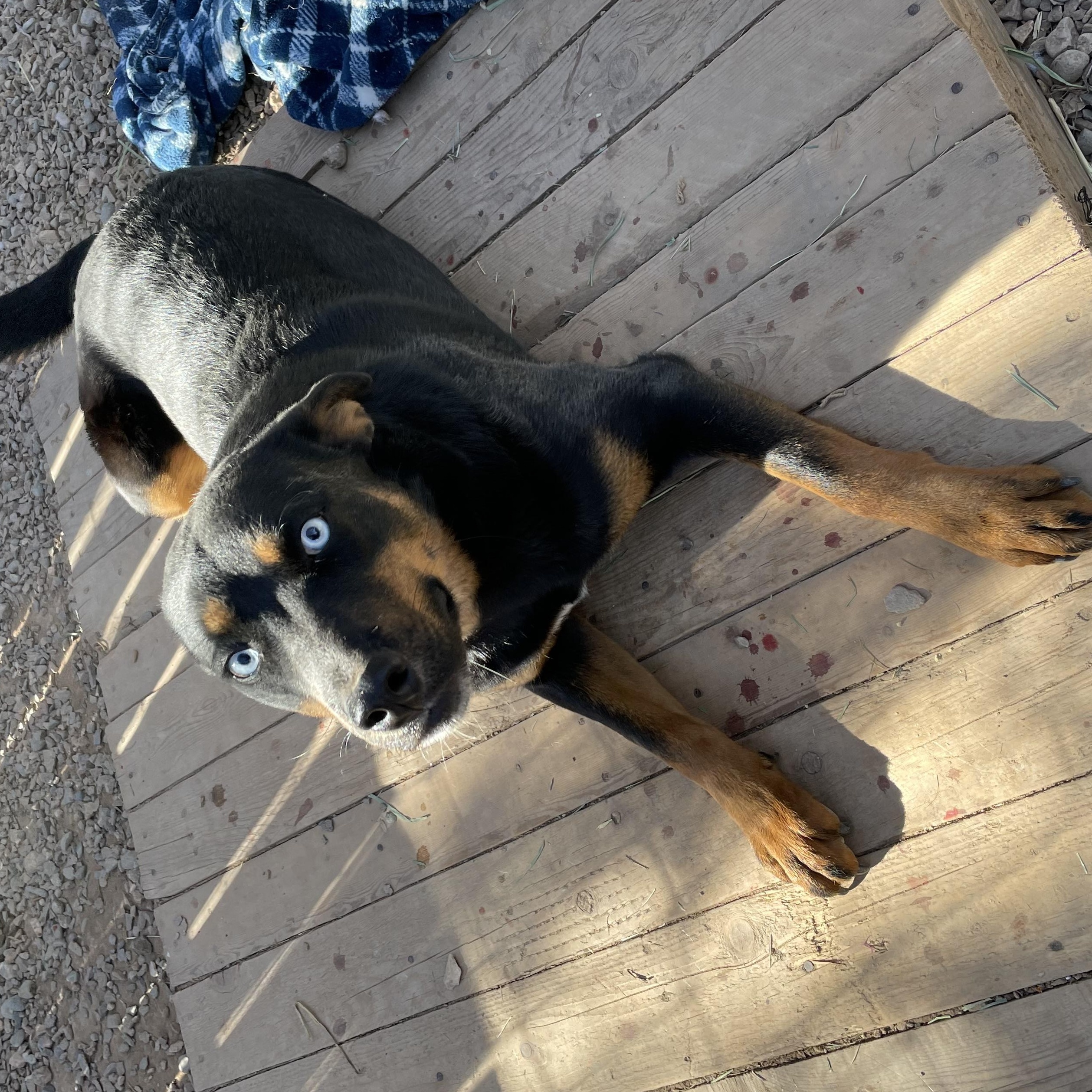 Saphira, a Adoptable mixed breed in Durango, CO image 2/4