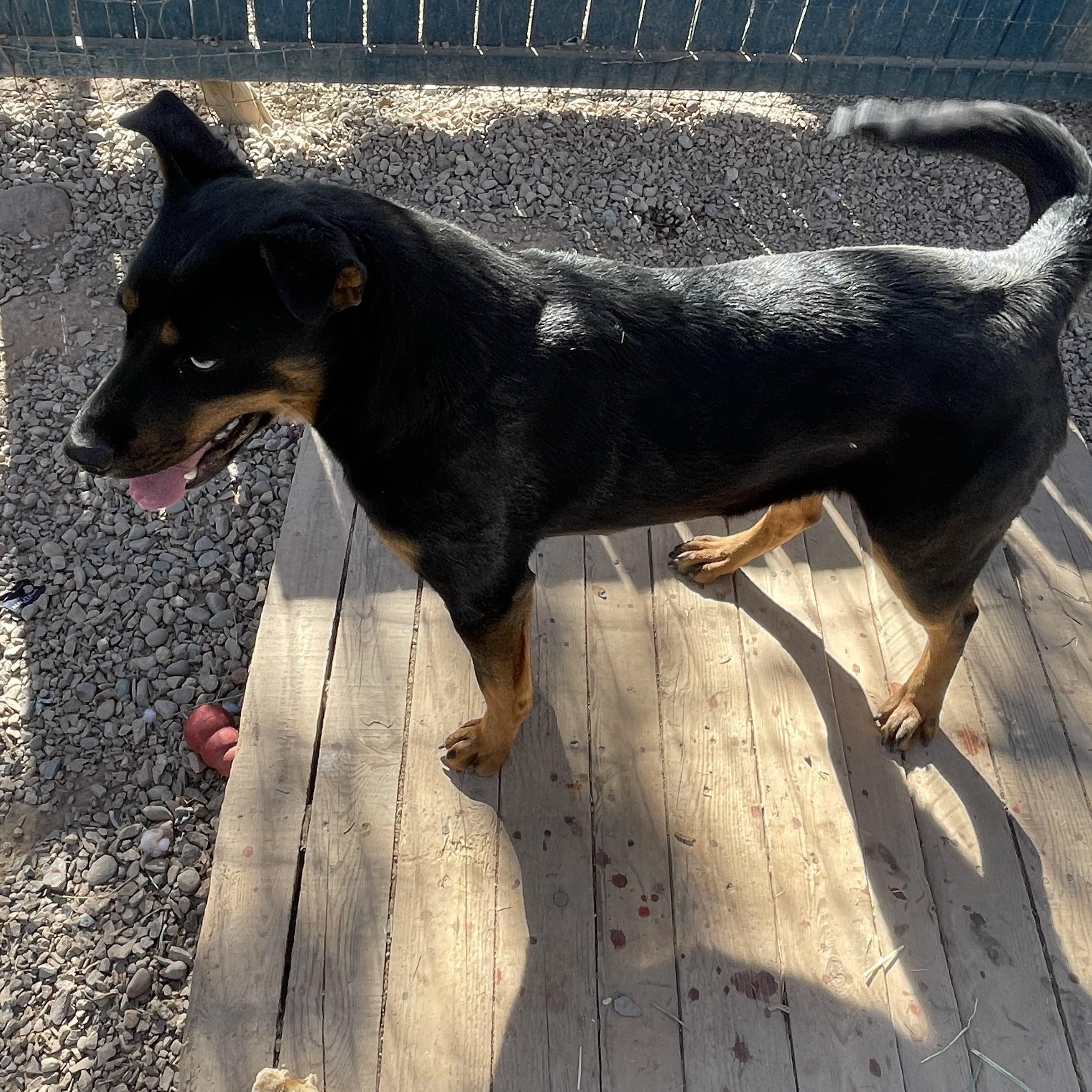 Saphira, a Adoptable mixed breed in Durango, CO image 3/4