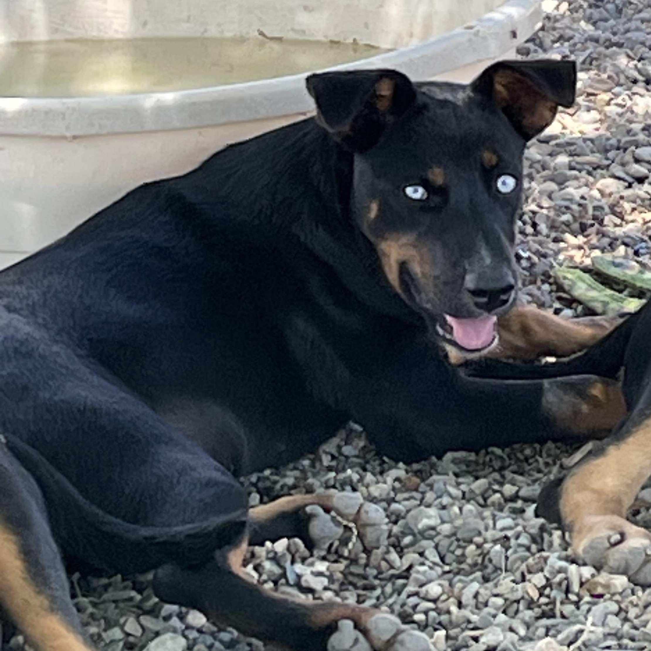 Saphira, Adoptable, Young Female Rottweiler & Australian Cattle Dog / Blue Heeler.