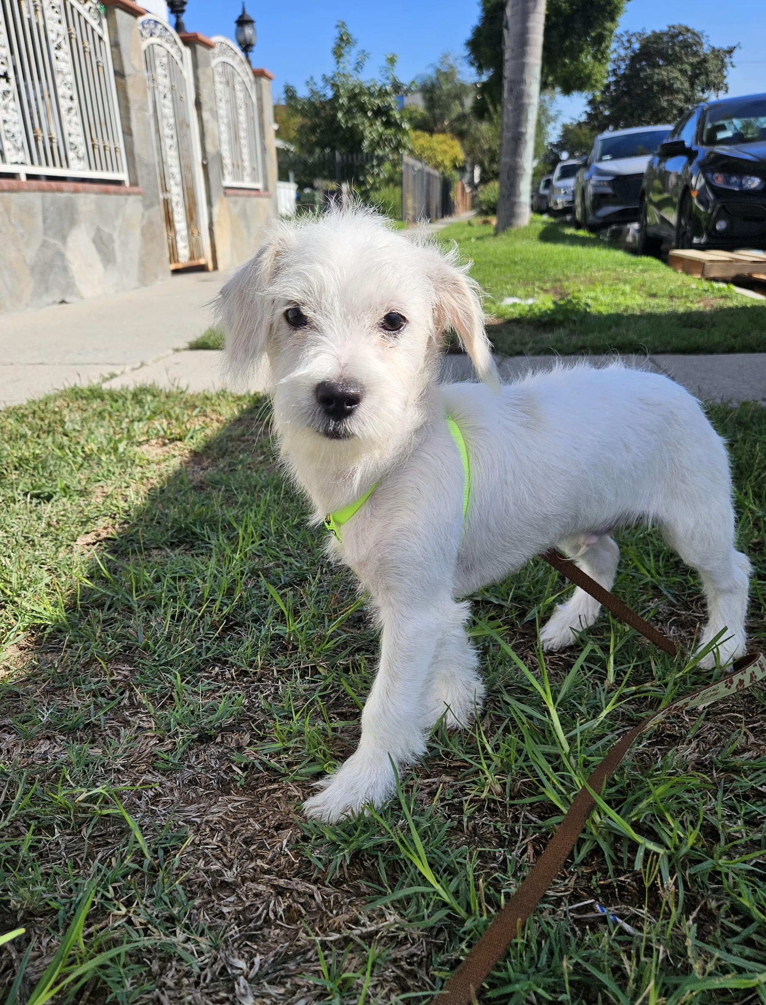 Snowball thumbnail 2