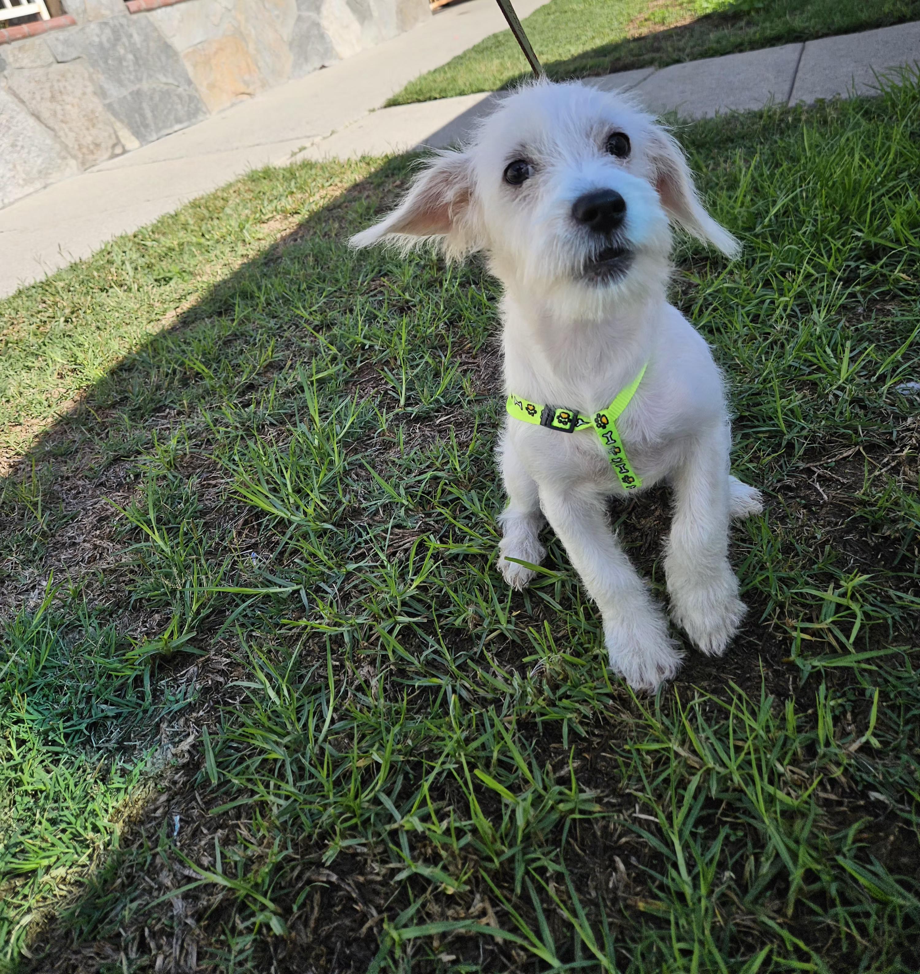 Snowball thumbnail 4