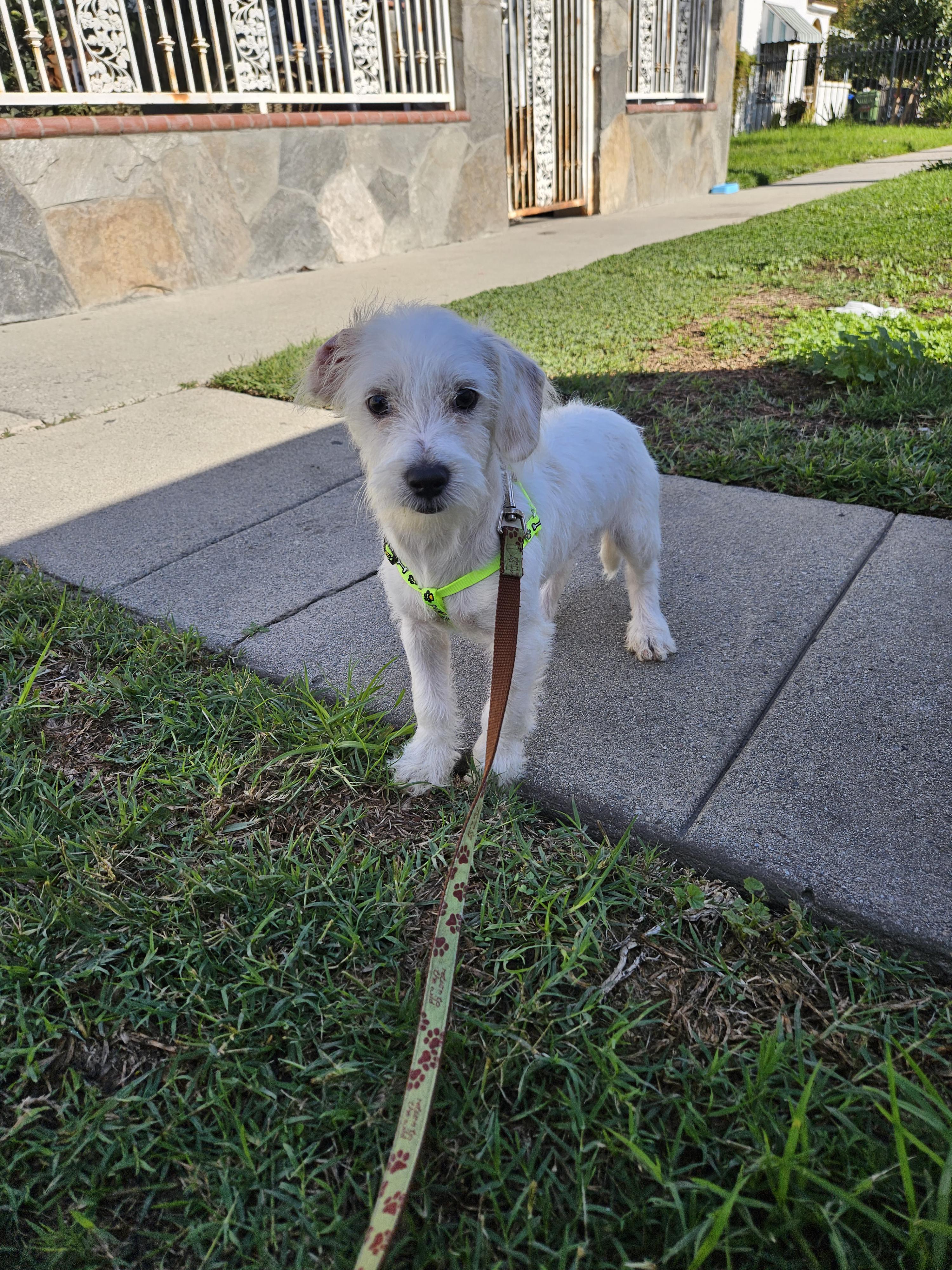 Snowball thumbnail 5