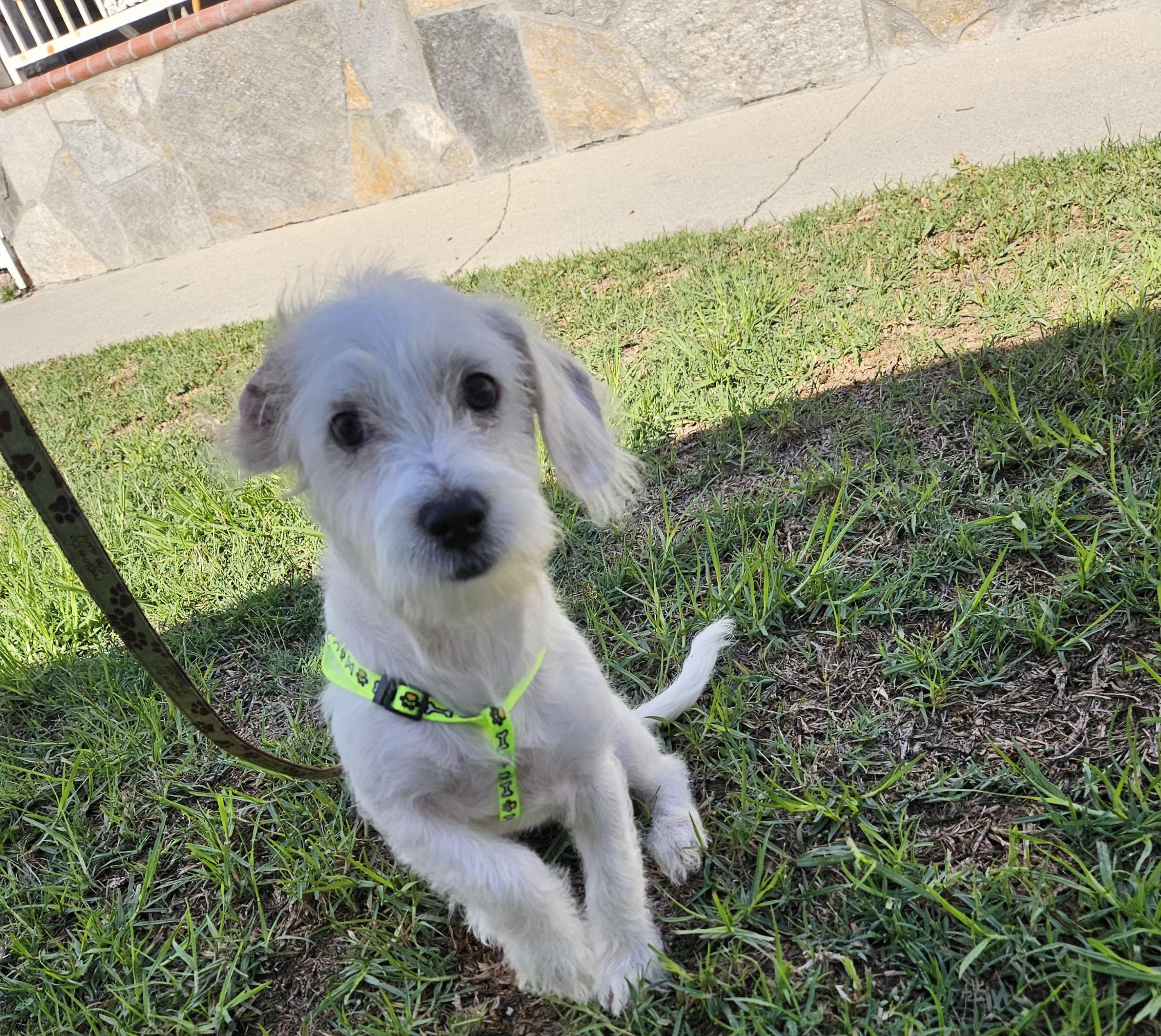 Snowball thumbnail 3