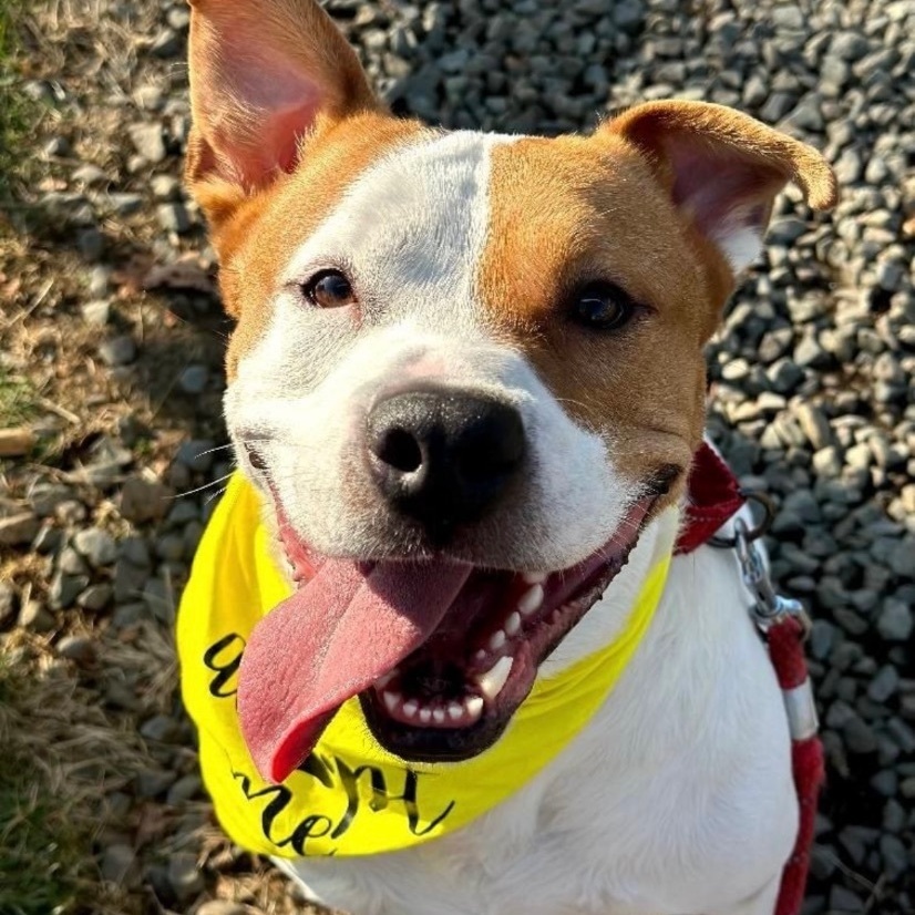 Khai, Adoptable, Adult Male American Staffordshire Terrier.