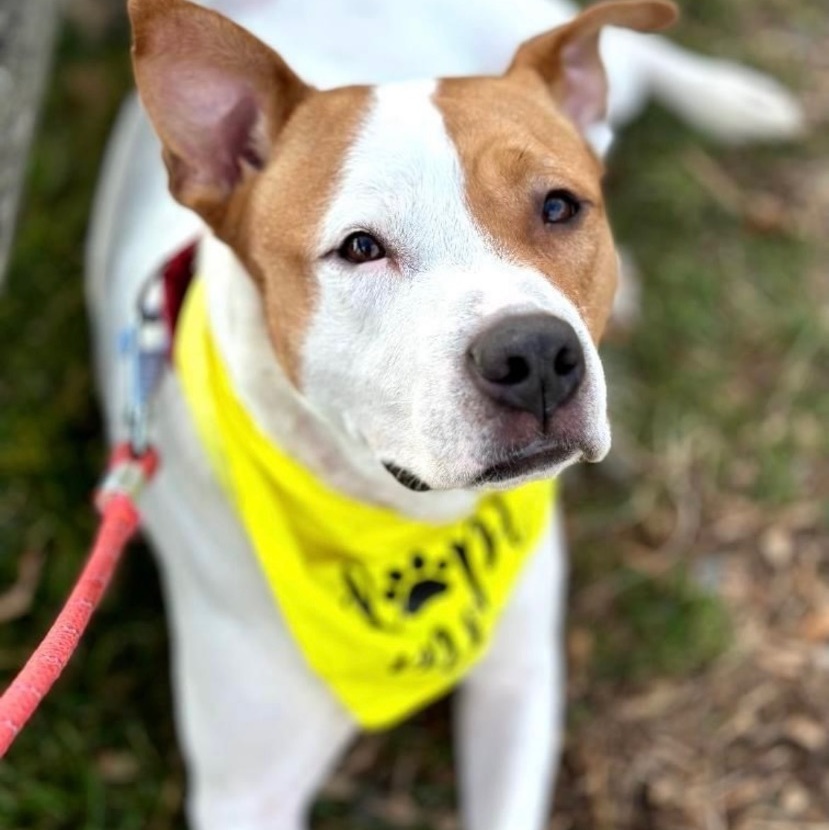 Khai, a Adoptable American Staffordshire Terrier in South Plainfield, NJ image 5/6