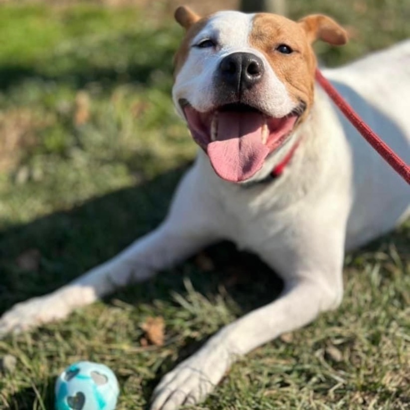 Khai, a Adoptable American Staffordshire Terrier in South Plainfield, NJ image 3/6