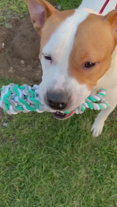 Enlarge Khai, a Adoptable American Staffordshire Terrier in South Plainfield, NJ video 6/6