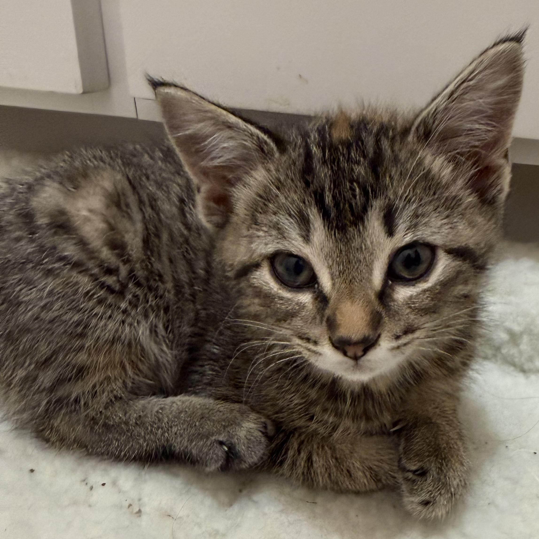 Enlarge Marble, an adoptable Domestic Short Hair in Bentonville, AR image 1/1