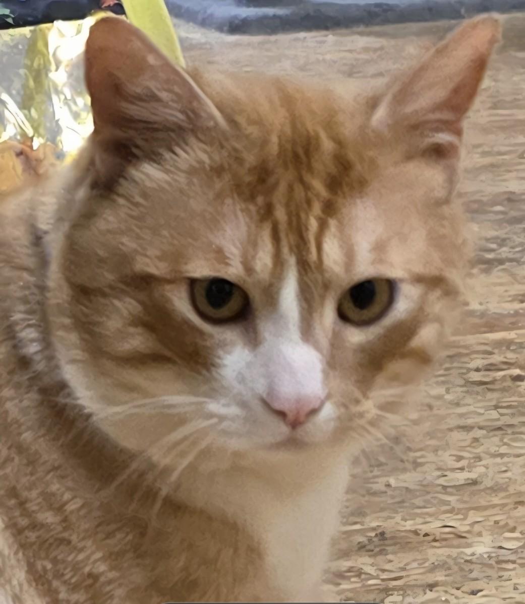 Enlarge OLIVER - the purrfect companion, an adopted mixed breed in San Anselmo, CA image 1/4