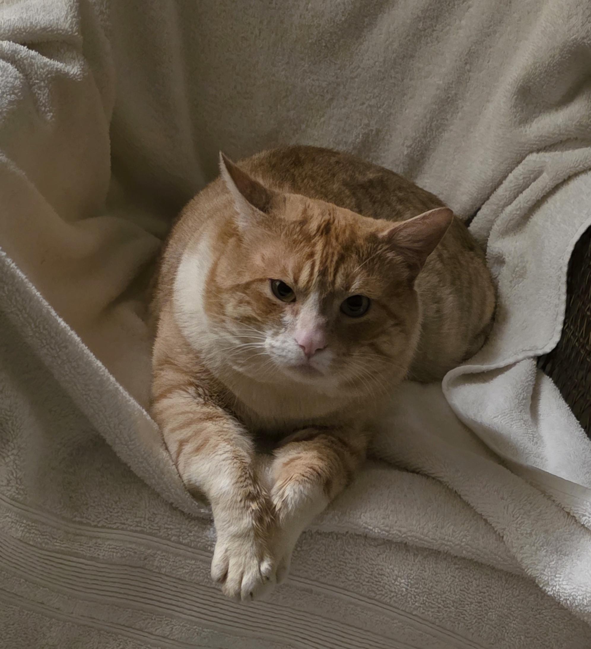 Enlarge OLIVER - the purrfect companion, an adopted mixed breed in San Anselmo, CA image 4/4