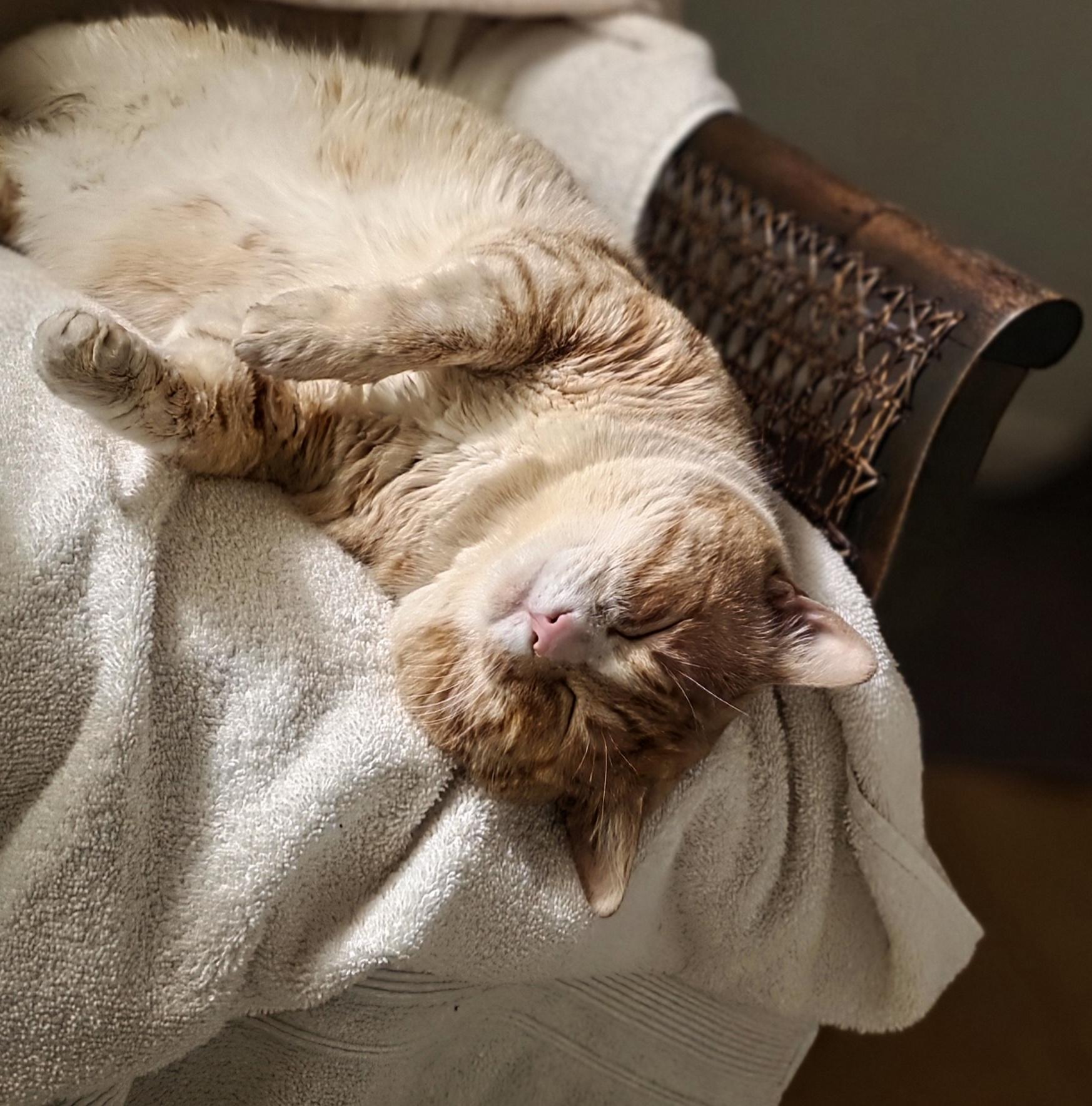 Enlarge OLIVER - the purrfect companion, an adopted mixed breed in San Anselmo, CA image 2/4