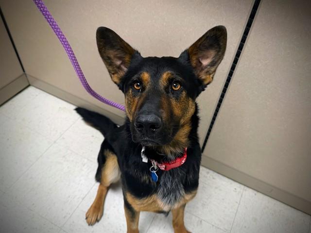 ZINGER, Adoptable, Young Male German Shepherd Dog & Mixed Breed.