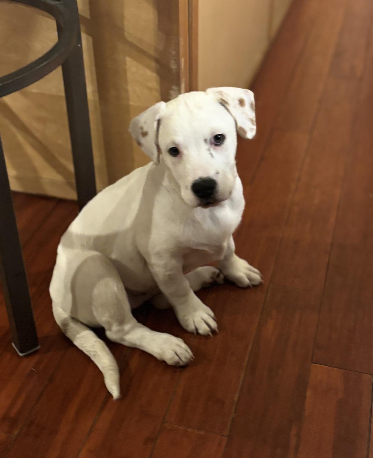 Enlarge Nessa, an adopted mixed breed in Parker, CO image 1/1