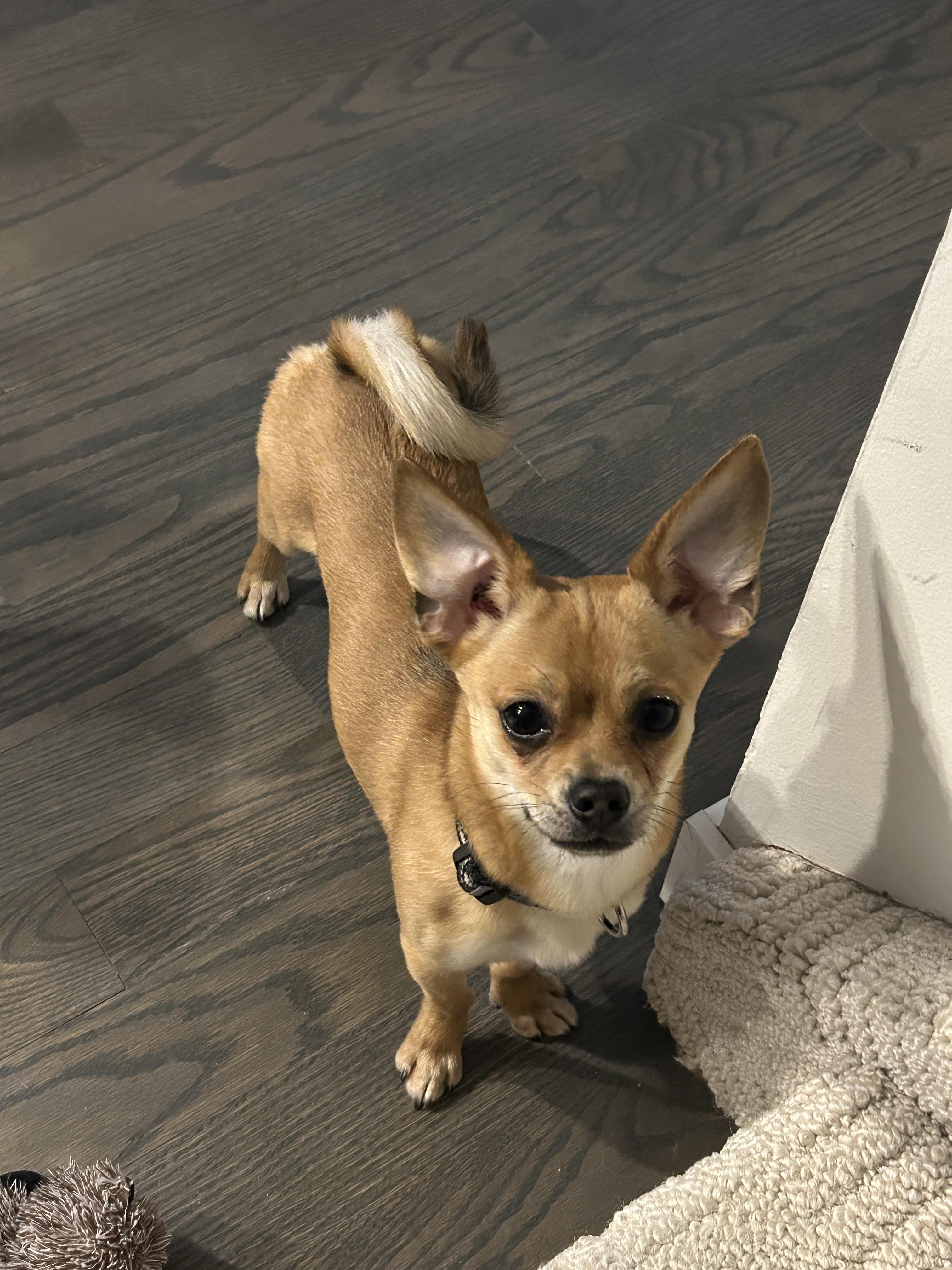 Crackers, a ADOPTABLE mixed breed in Winnipeg, MB image 2/6