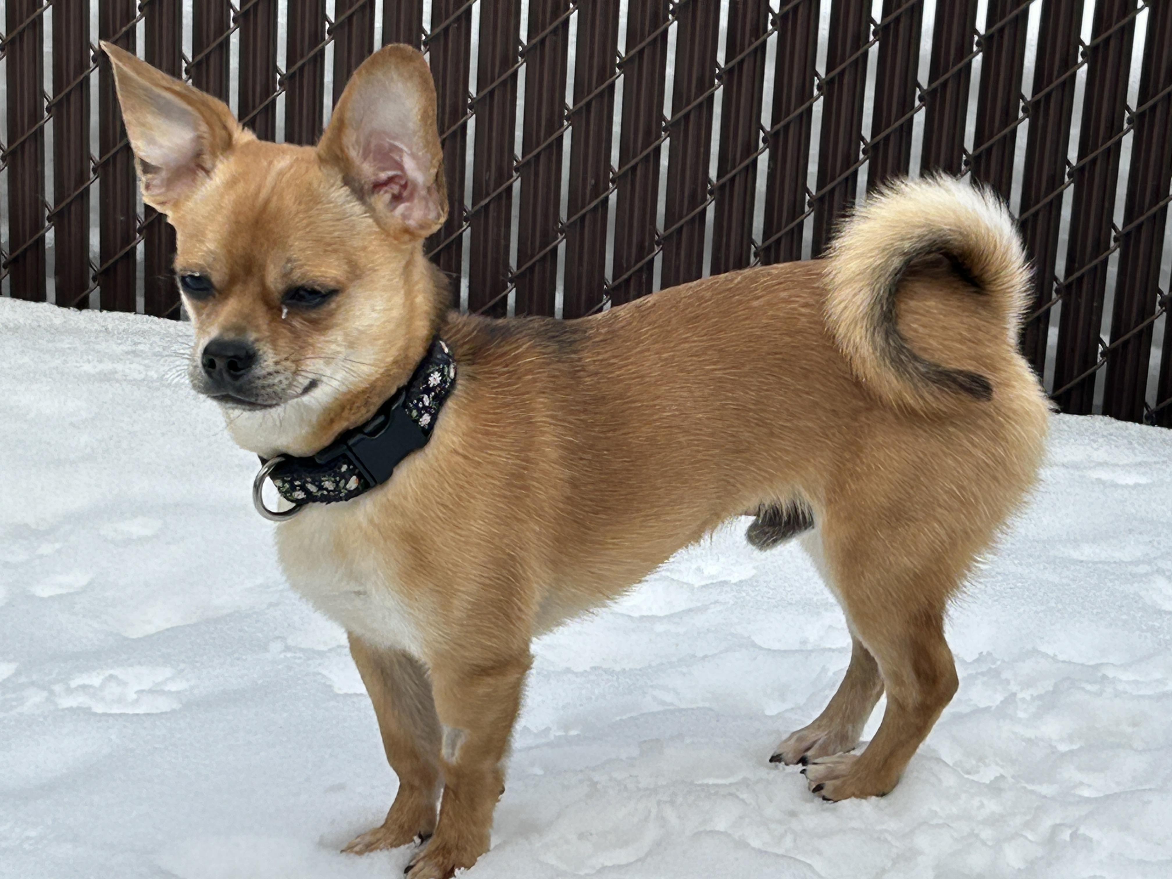 Crackers, a ADOPTABLE mixed breed in Winnipeg, MB image 1/6