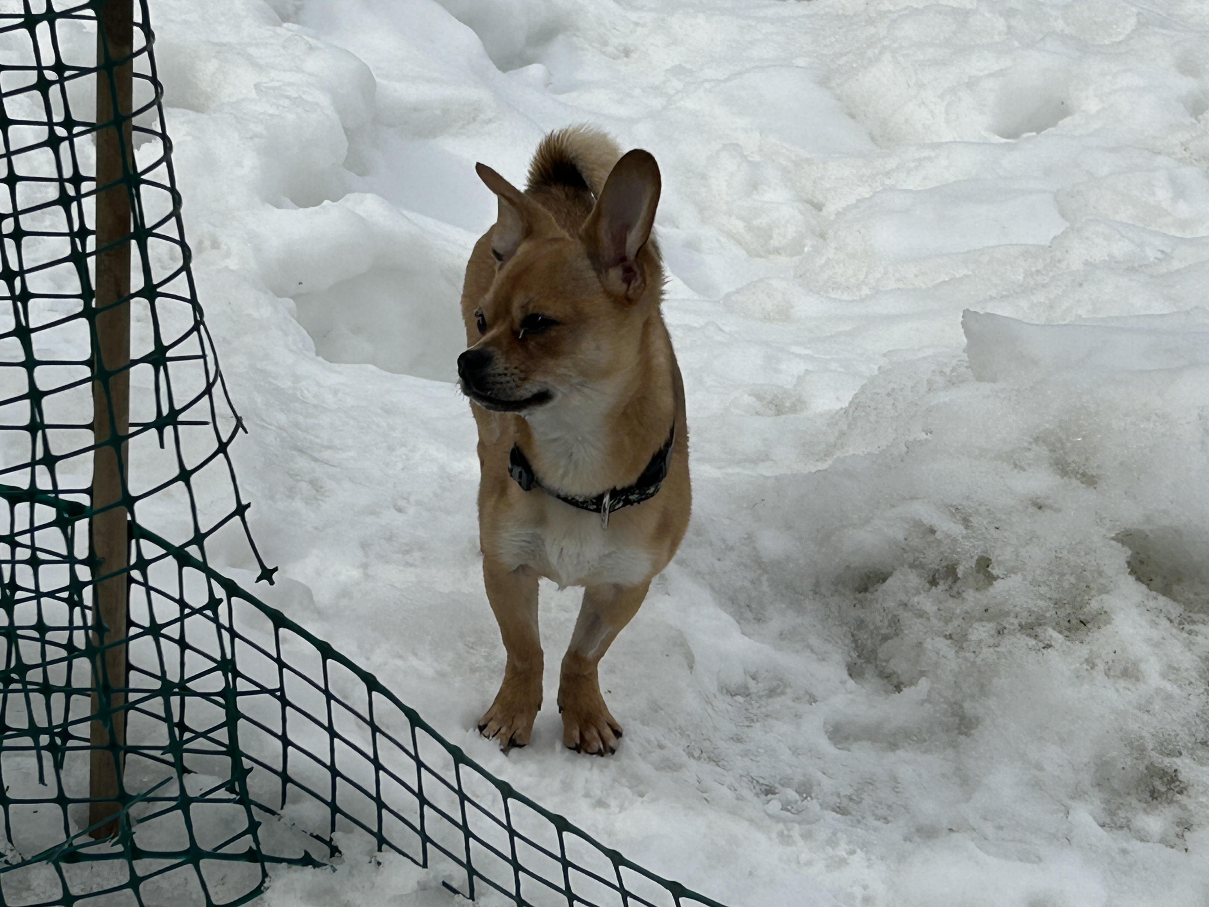 Crackers, a ADOPTABLE mixed breed in Winnipeg, MB image 3/6
