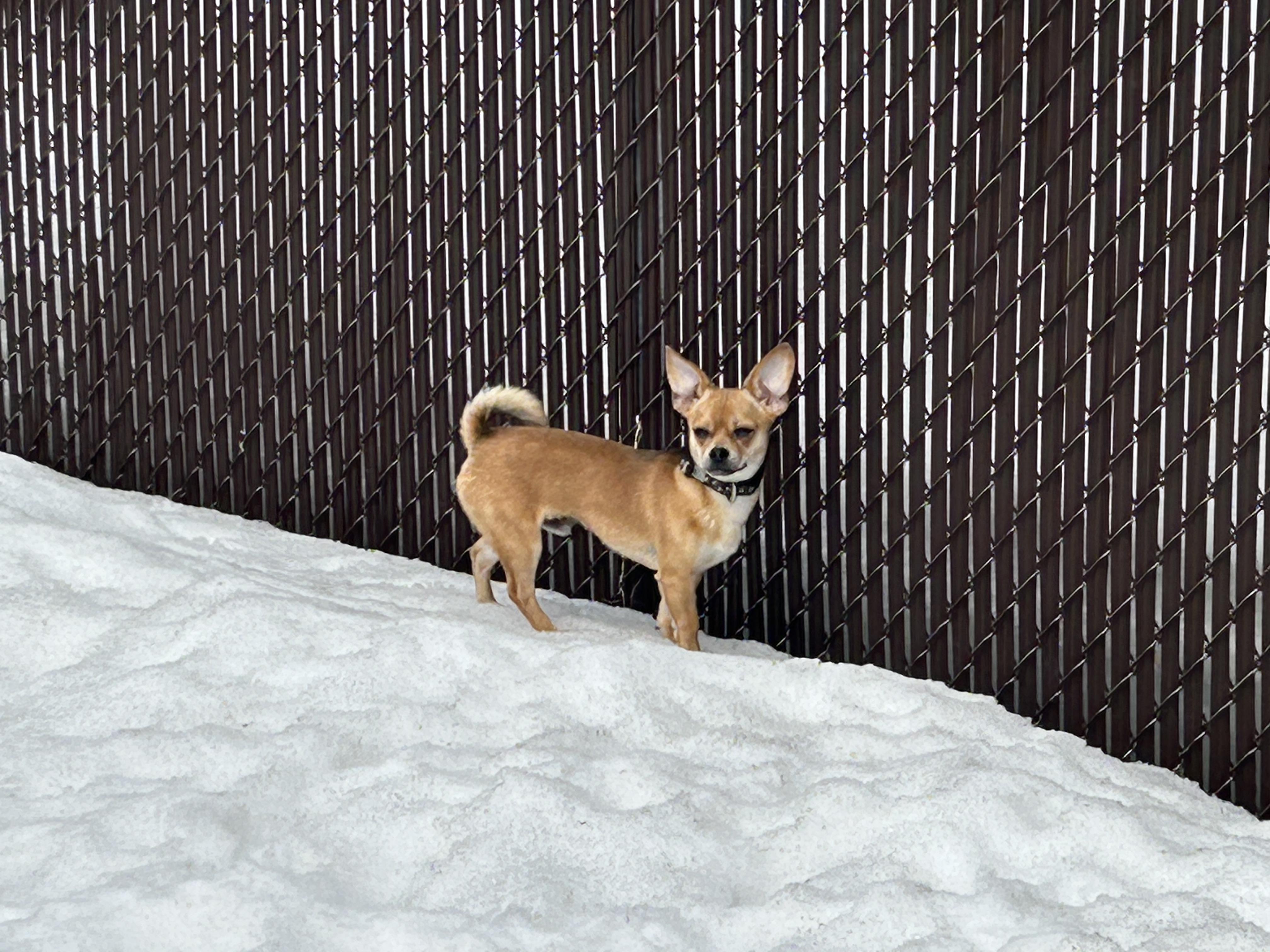 Crackers, a ADOPTABLE mixed breed in Winnipeg, MB image 6/6