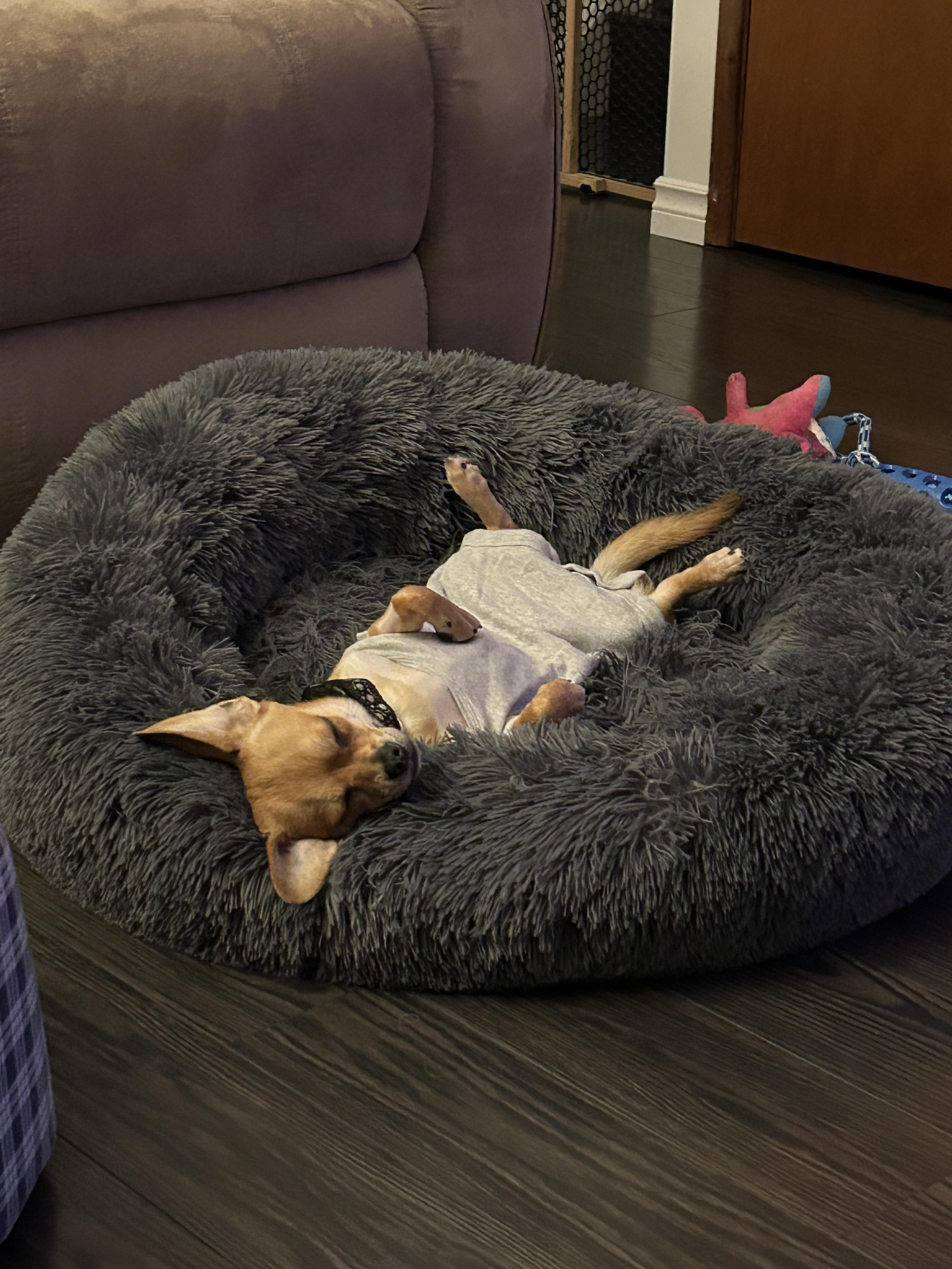 Crackers, a ADOPTABLE mixed breed in Winnipeg, MB image 4/6