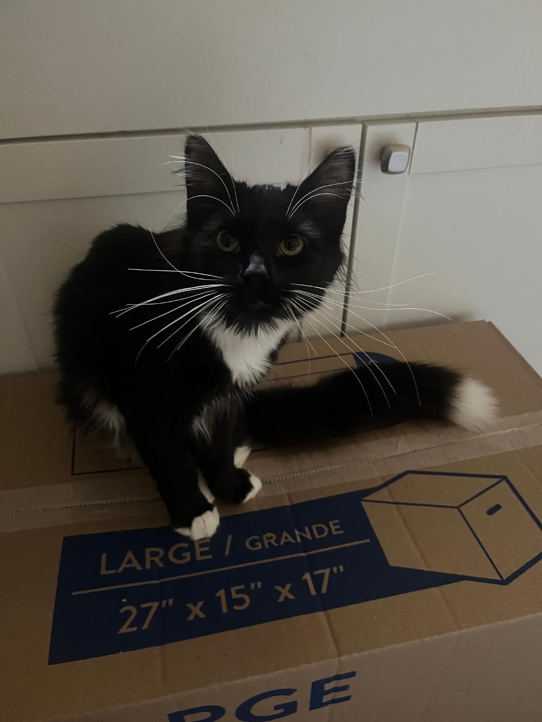 Main coon DLH mix kittens, an adopted mixed breed in Maryville, TN image 1/4