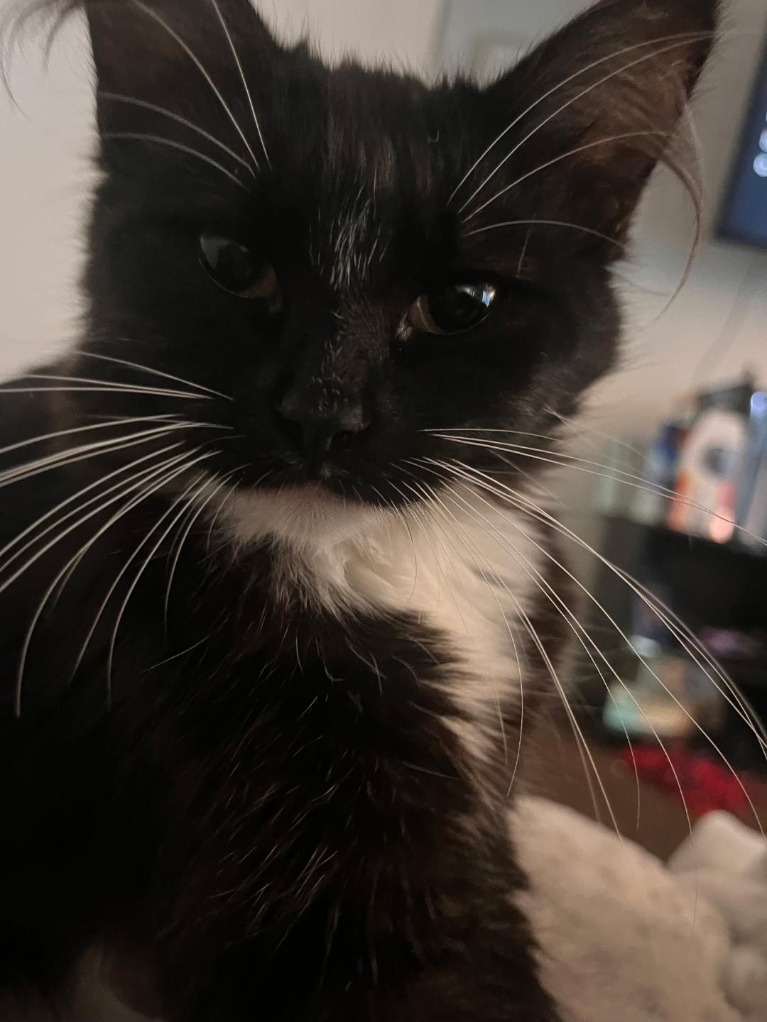 Main coon DLH mix kittens, an adopted mixed breed in Maryville, TN image 2/4