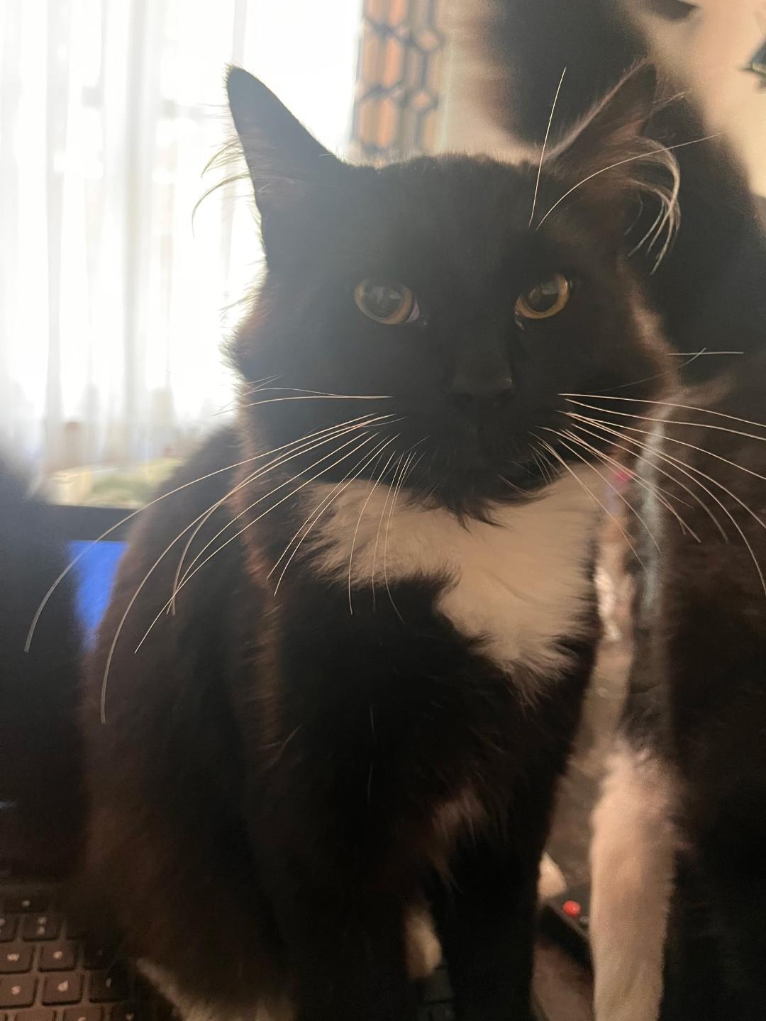 Main coon DLH mix kittens, an adopted mixed breed in Maryville, TN image 3/4