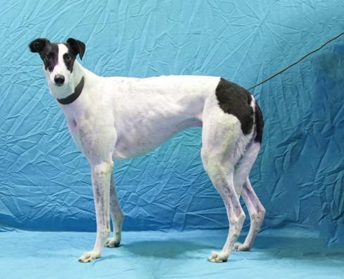 Covert, a Adoptable Greyhound in Douglasville, GA image 1/3