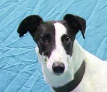 Covert, a Adoptable Greyhound in Douglasville, GA image 2/3
