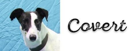 Covert, a Adoptable Greyhound in Douglasville, GA image 3/3