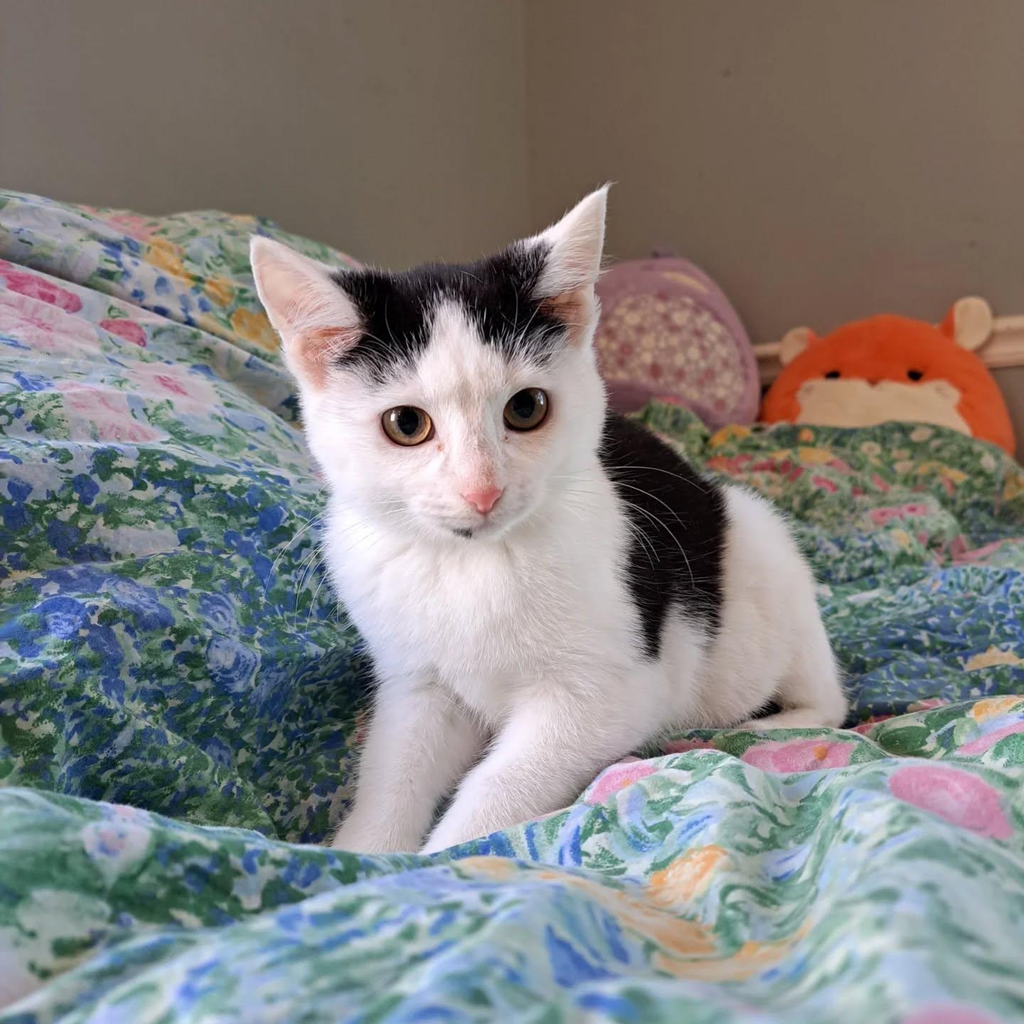 Enlarge Berry, a Adoptable Domestic Short Hair in Kenosha, WI image 6/6