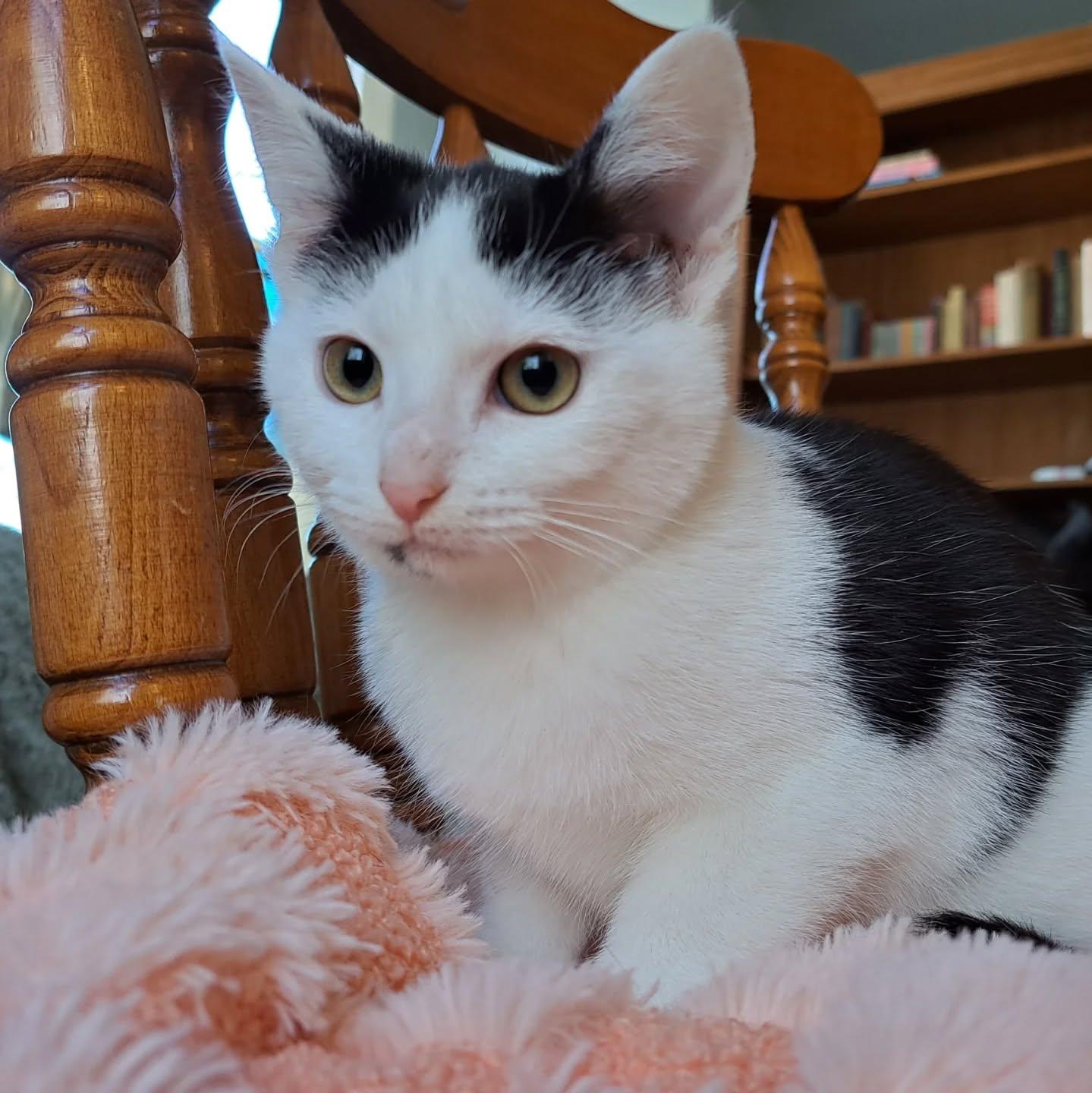 Enlarge Berry, a Adoptable Domestic Short Hair in Kenosha, WI image 5/6