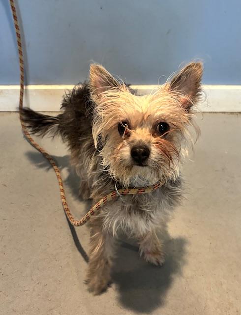 Enlarge CINDY THE YORKSHIRE TERRIER, a Adoptable Yorkshire Terrier in Pomona, NY image 1/1