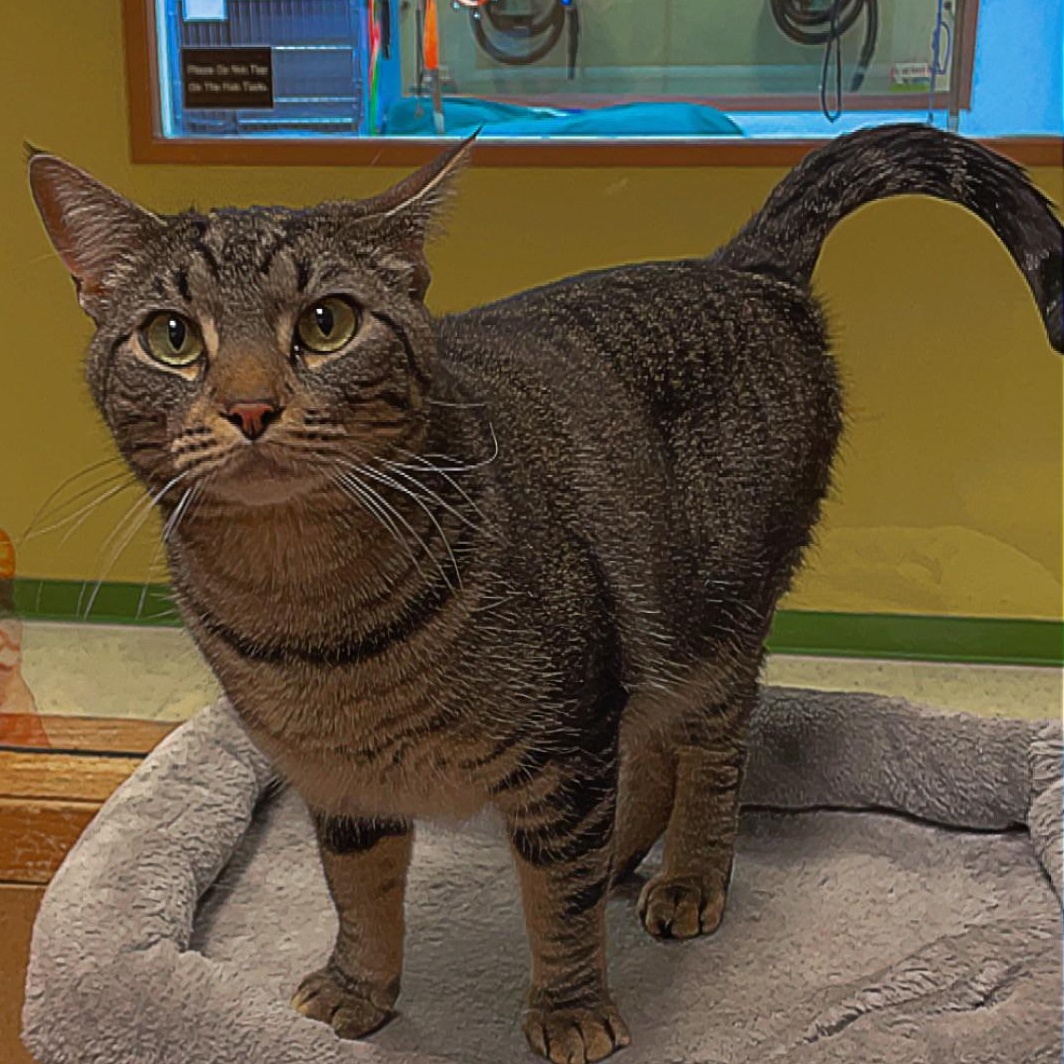 Darryl, an adoptable American Shorthair in Spokane, WA, 99216 | Photo Image 2