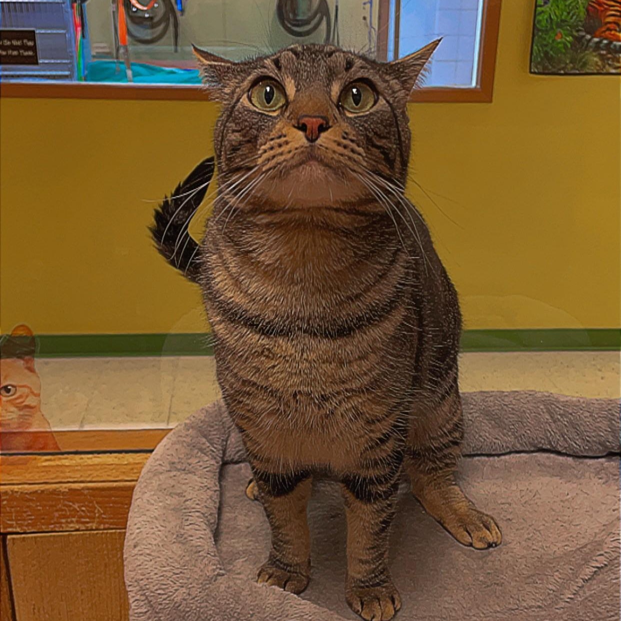 Darryl, an adoptable American Shorthair in Spokane, WA, 99216 | Photo Image 1