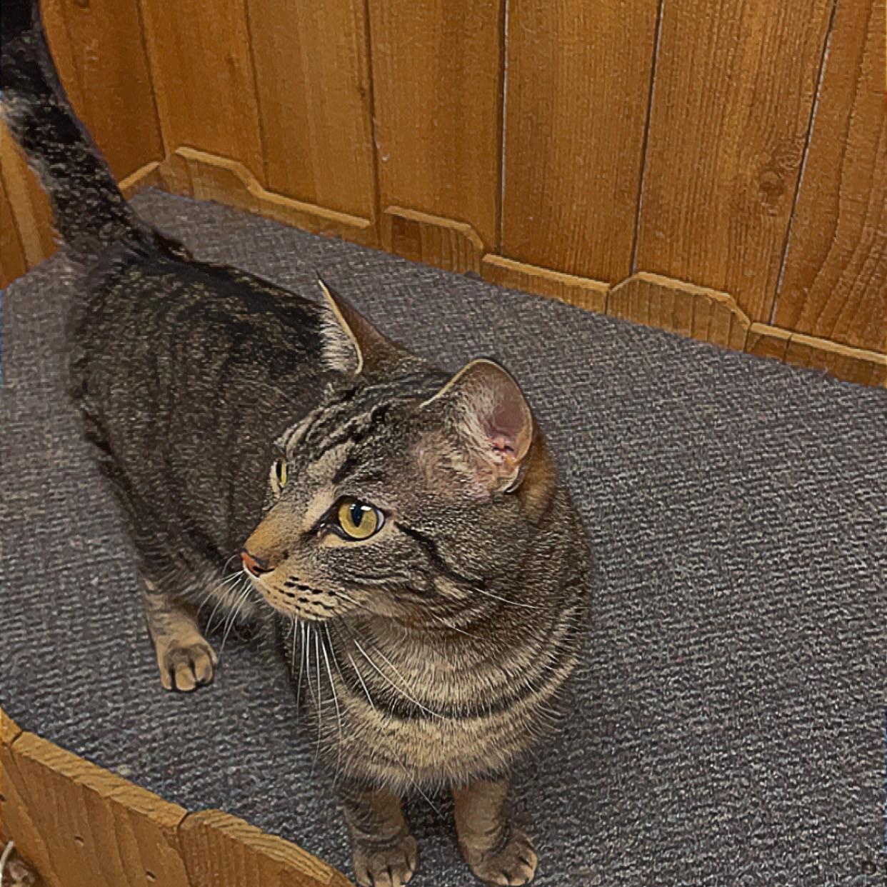 Darryl, an adoptable American Shorthair in Spokane, WA, 99216 | Photo Image 3