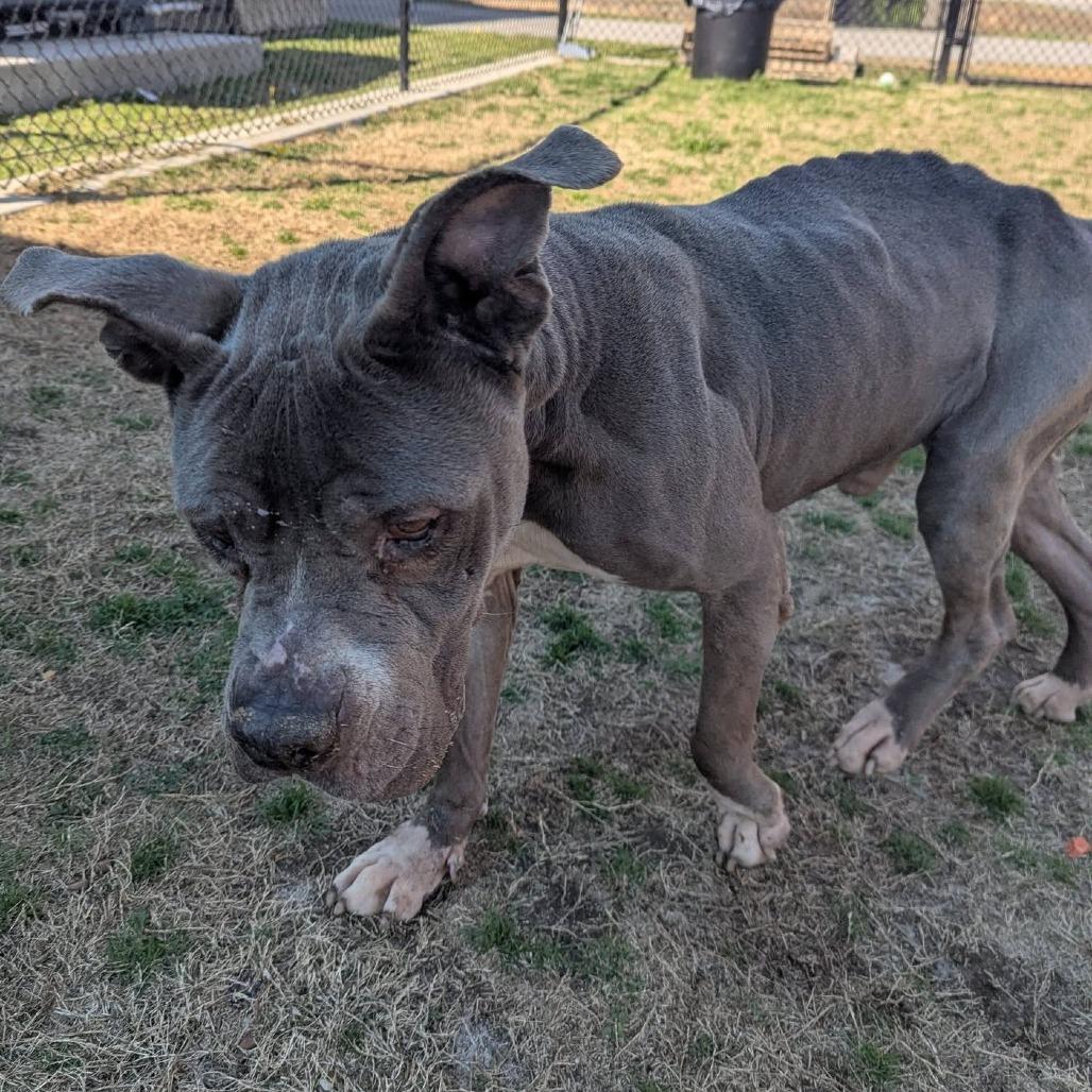 Enlarge DIESEL  RESCUE or Experienced Adopter ONLY!, a Adoptable Mixed Breed in Nashville, NC image 1/4