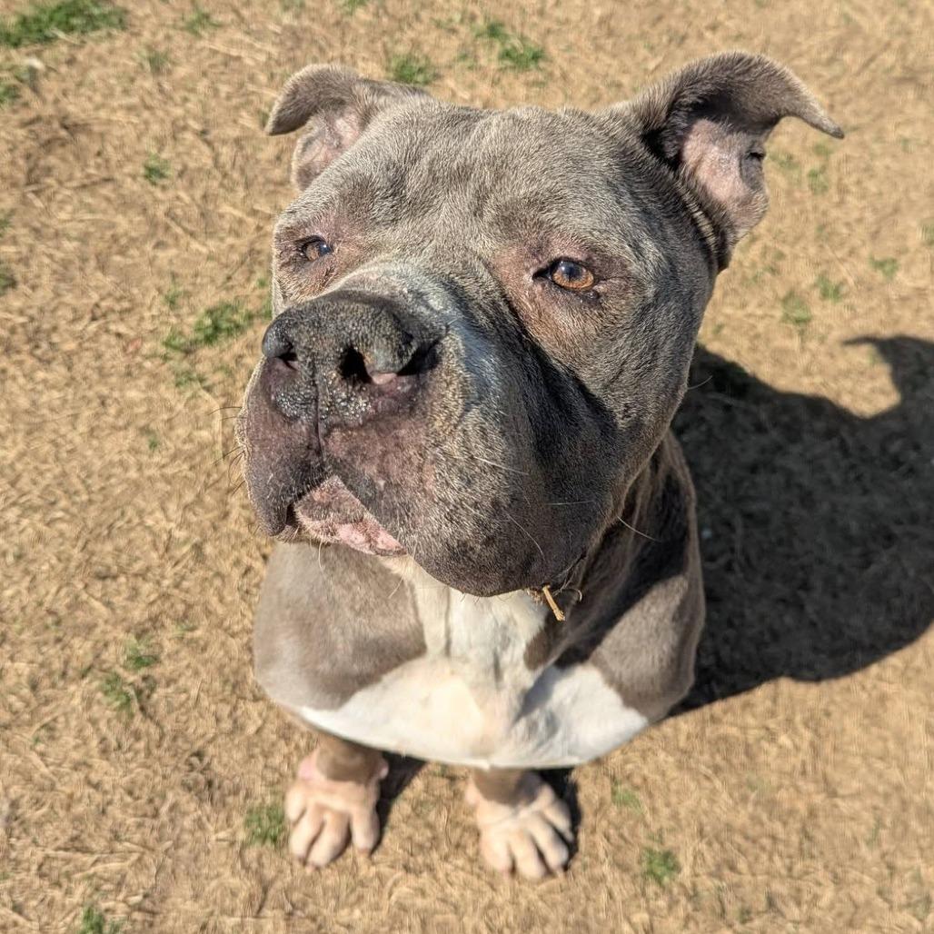 Enlarge DIESEL  RESCUE or Experienced Adopter ONLY!, a Adoptable Mixed Breed in Nashville, NC image 2/4