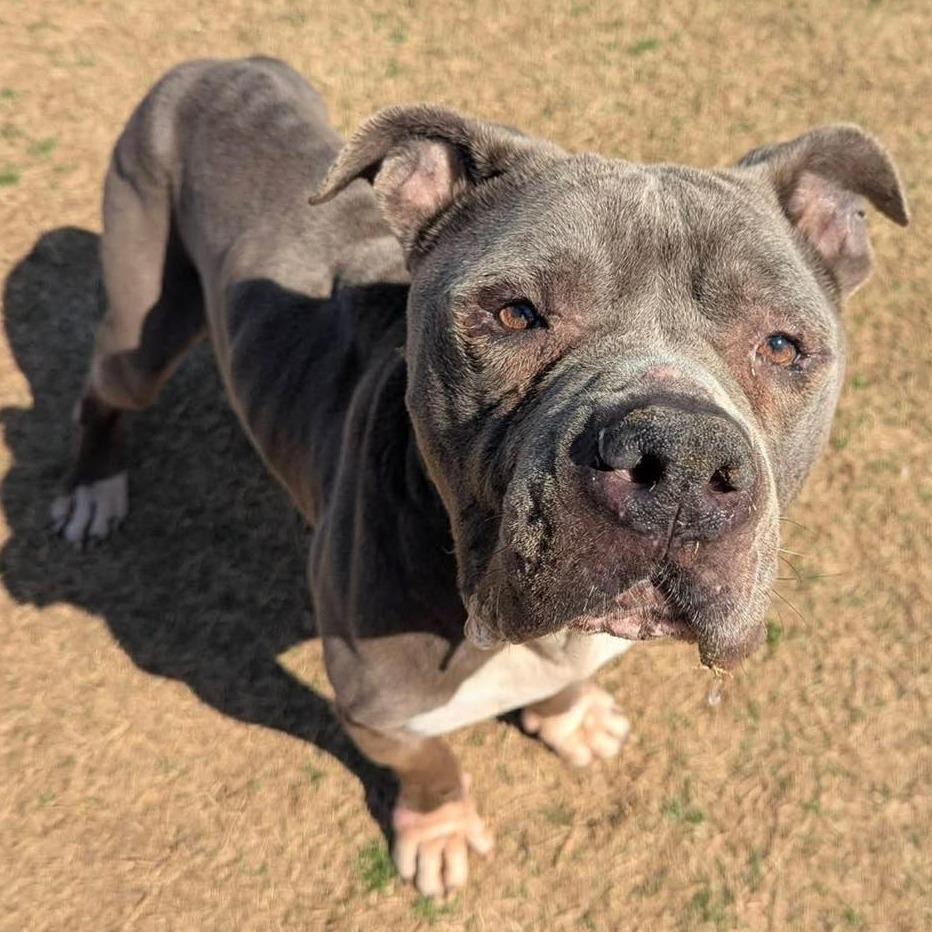 Enlarge DIESEL  RESCUE or Experienced Adopter ONLY!, a Adoptable Mixed Breed in Nashville, NC image 3/4