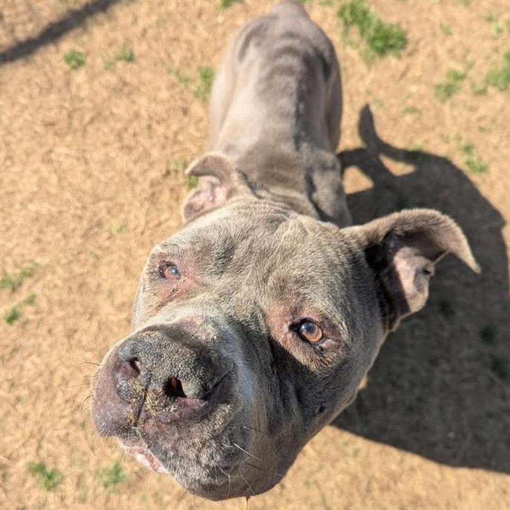 Enlarge DIESEL  RESCUE or Experienced Adopter ONLY!, a Adoptable Mixed Breed in Nashville, NC image 4/4