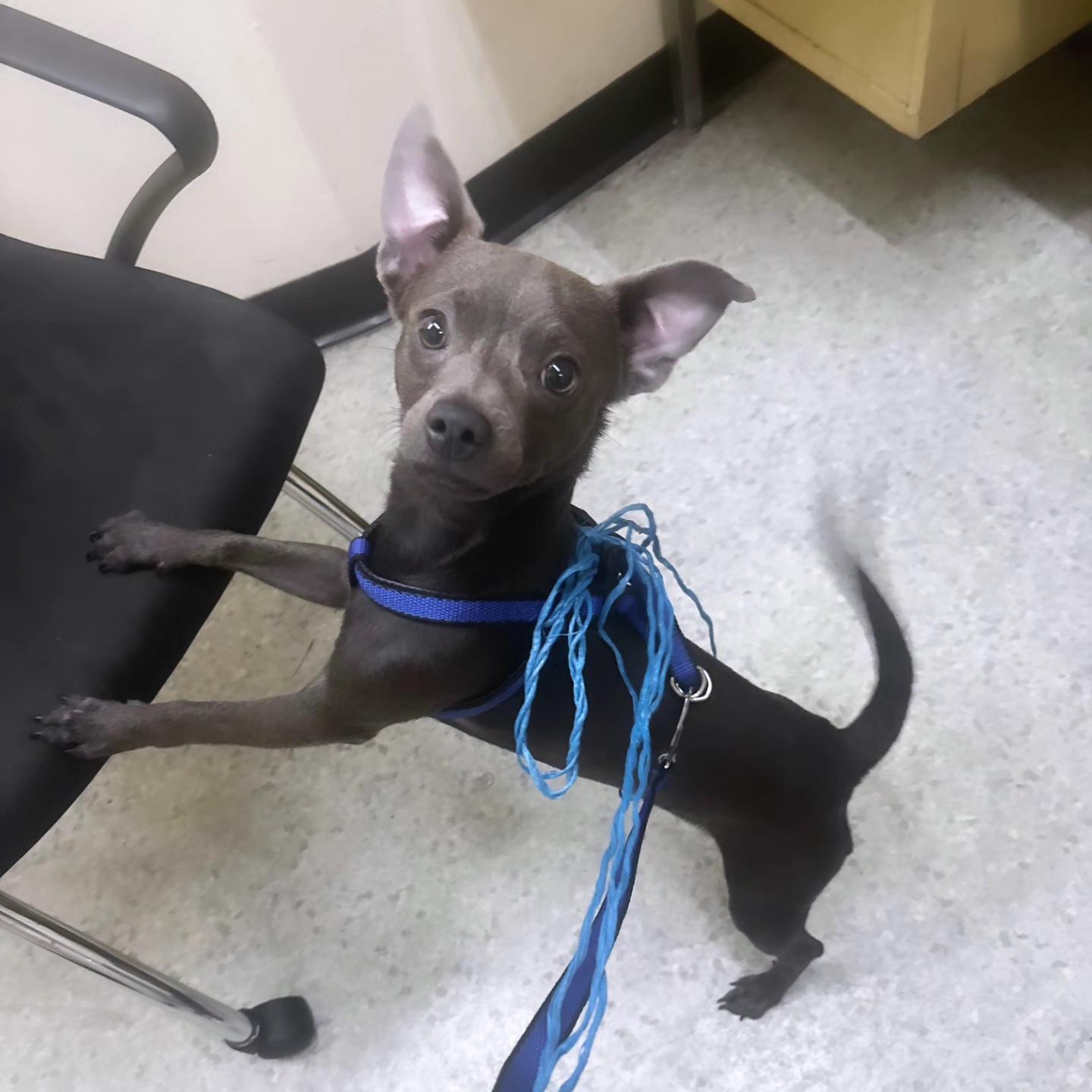 Enlarge Ike is a sweet puppy , a ADOPTABLE Chihuahua in Redondo Beach, CA image 2/3