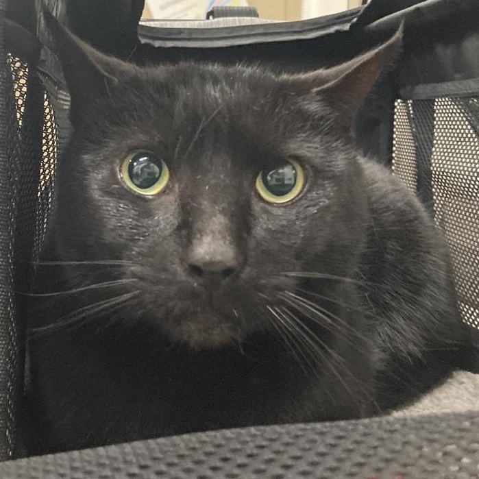 Enlarge Bandit, an adopted Domestic Short Hair in Prince Frederick, MD image 3/3