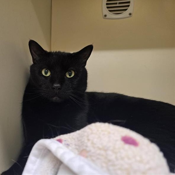 Bandit, adopted, Adult Male Domestic Short Hair.