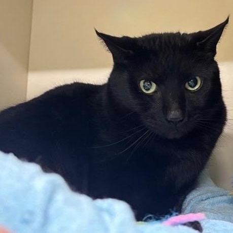 Enlarge Bandit, an adopted Domestic Short Hair in Prince Frederick, MD image 2/3