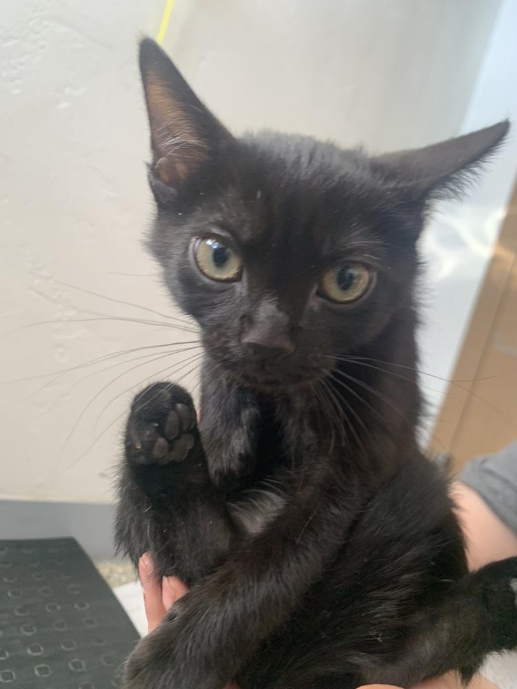 Finn, Adoptable, Kitten Female Domestic Short Hair & Domestic Short Hair.