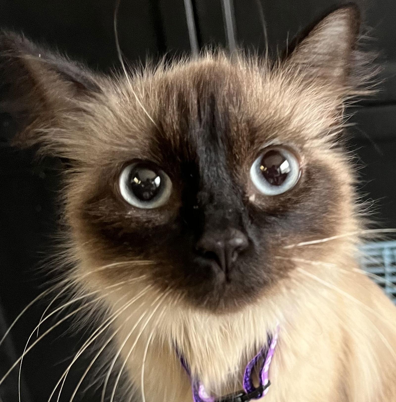 BREAD, Adoptable, Young Female Siamese & Himalayan.