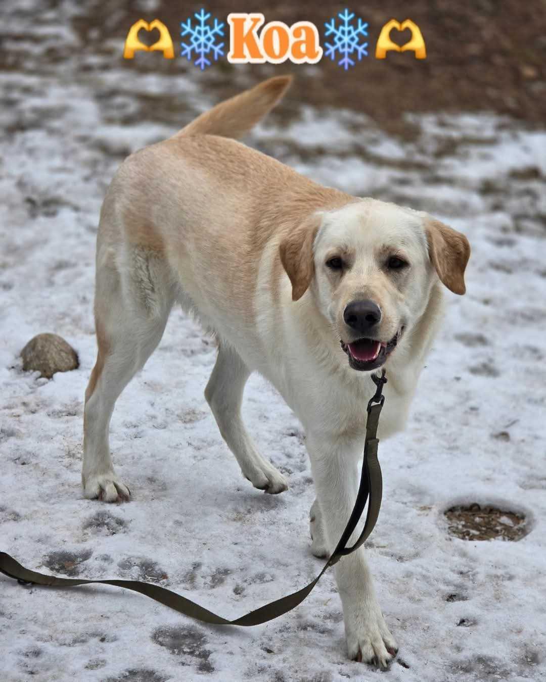 Koa, Adopted, Young Male Labrador Retriever.
